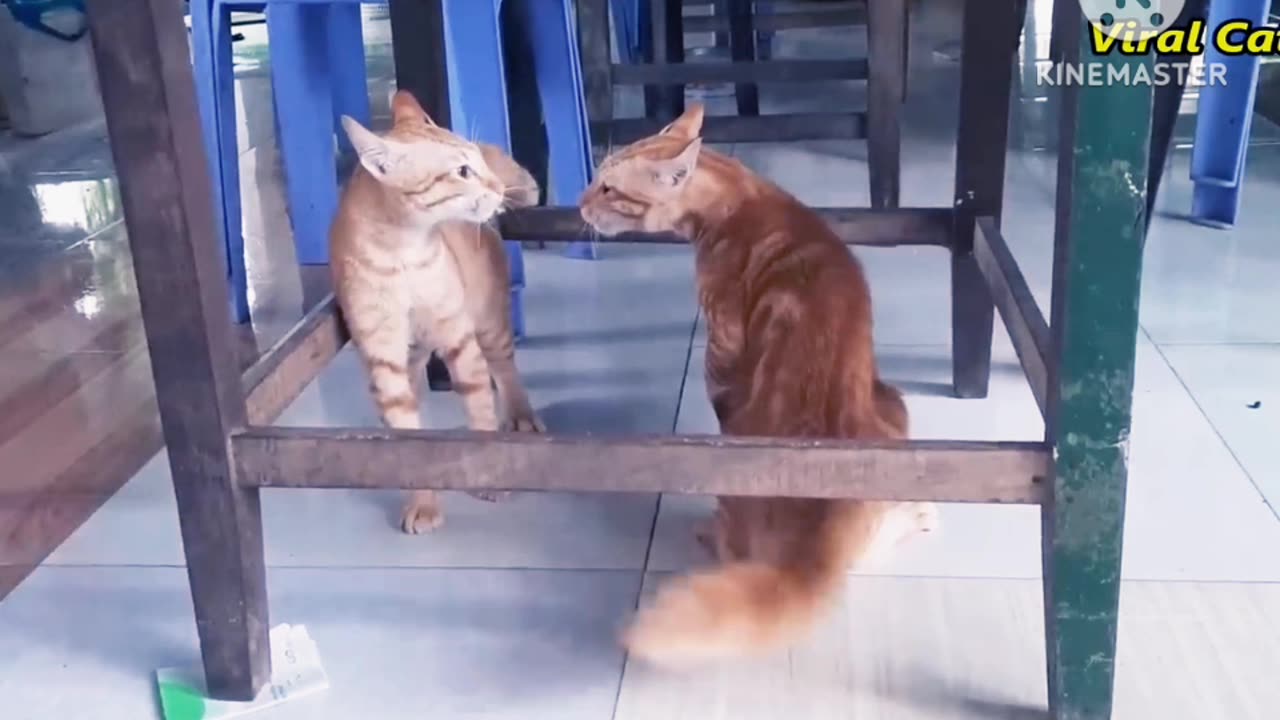 Funny cat funny animal video 🤣😂