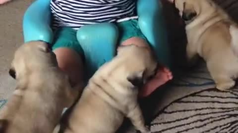 Baby Louie & Pug pups play with baby /cute love pups