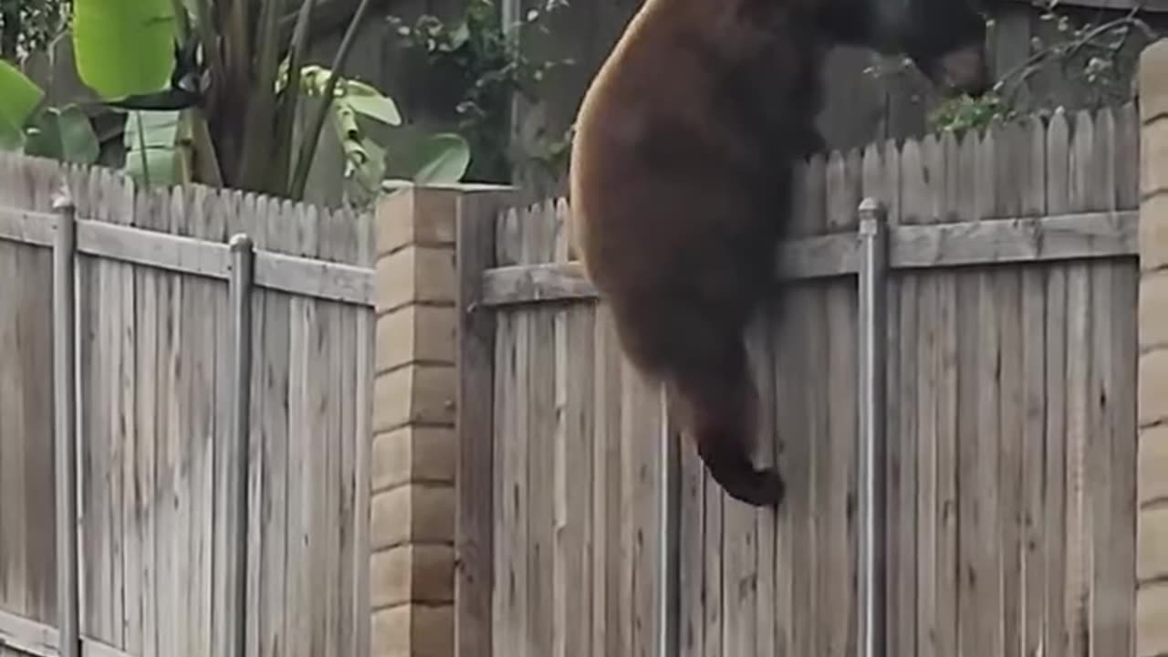 Mama bear helps her cub climb the fence