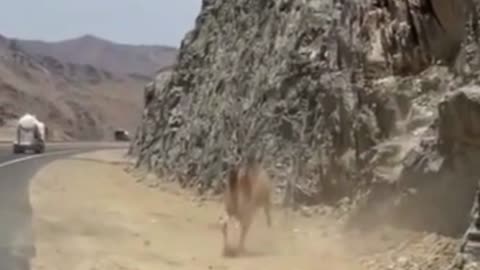 Have you ever seen a Camel and Dismounted...