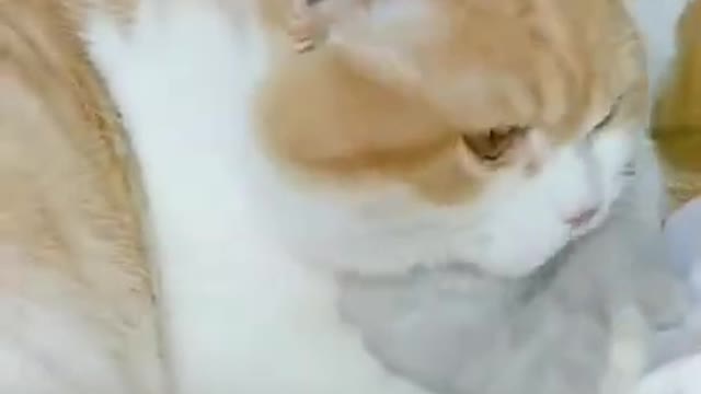 Lovely Cat, black cat, cats, funny cats, funny cat videos