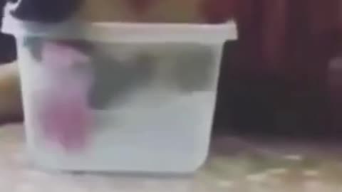 Funny_Dogs____Funny_Animals_Videos_