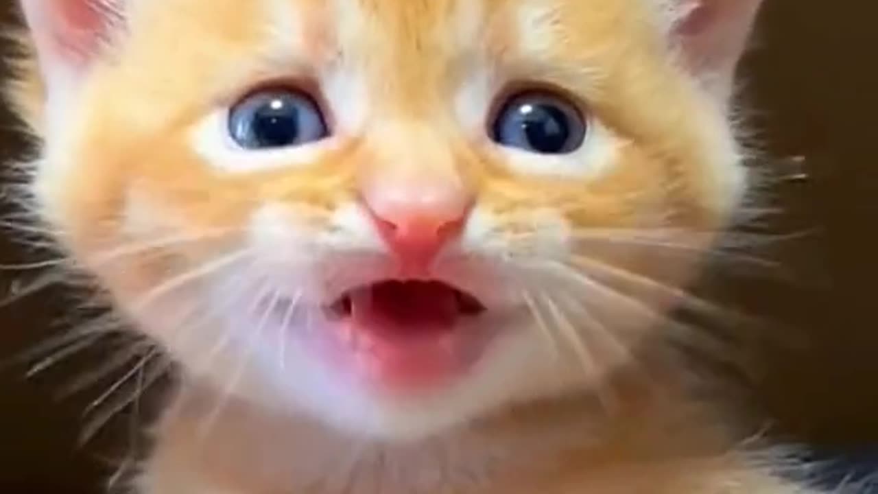 Cute kitten meowing