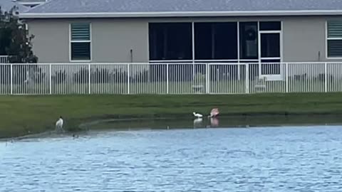 Multiple Great Egrets congregate: 10-20-2024