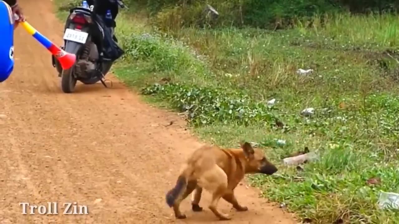 Troll Prank dog & fake Lion and Fake Tiger Prank To dog,cat | Videos Funny Troll 2023 #4