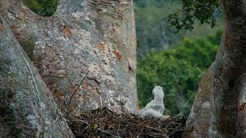 Animal Friends Compilation