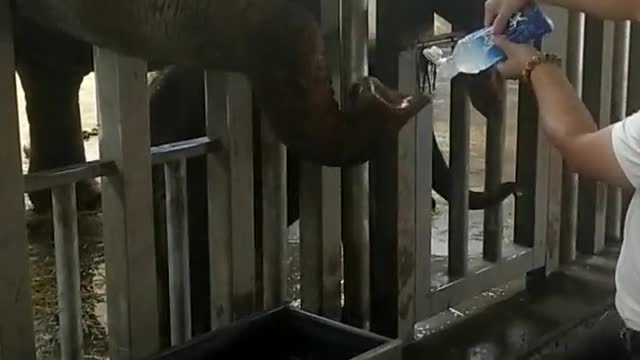 An elephant with a soft drink