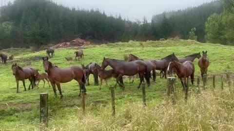 I want one... beautiful looking horses