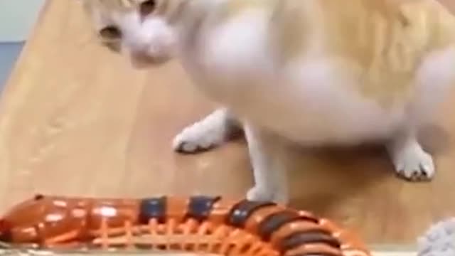 Play with fake animals