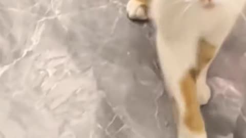 Funny Cats 🙀 Short Video