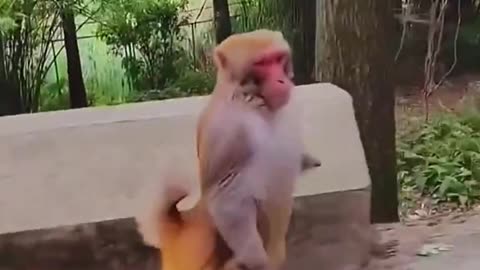 Monkey go