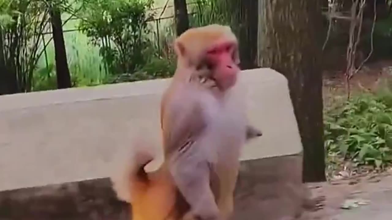 Monkey go