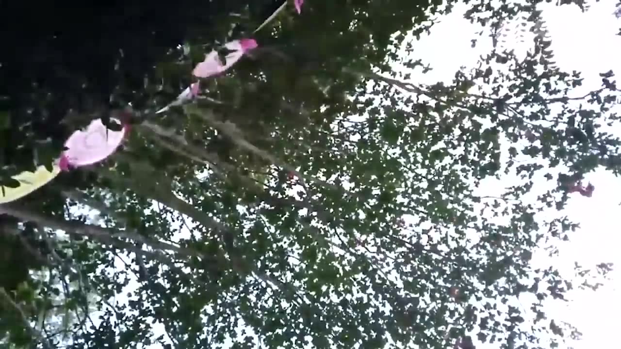 try to not laugh challenge
