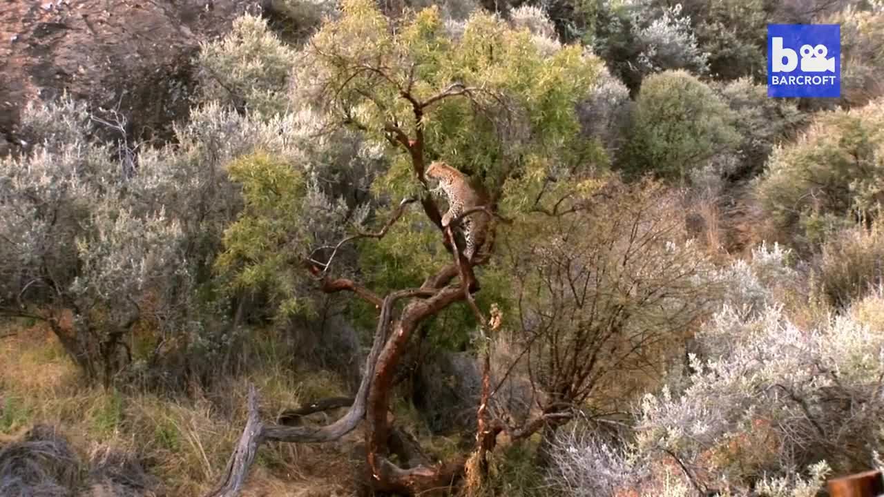 A fierce beast2