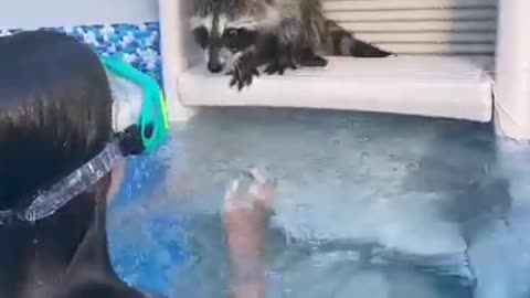 Raccoon tries to save its friend from drowning 😊