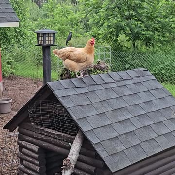 OMC! A closer look at my Orpington on a rooftop! #chickens #rooftoop #shorts #orpington #hens