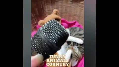 Funny animals - Funny cats / dogs - Funny animal videos 2023