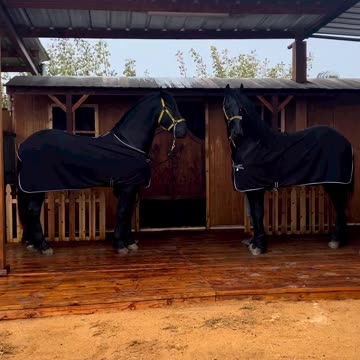 Well dressed and ready for the party