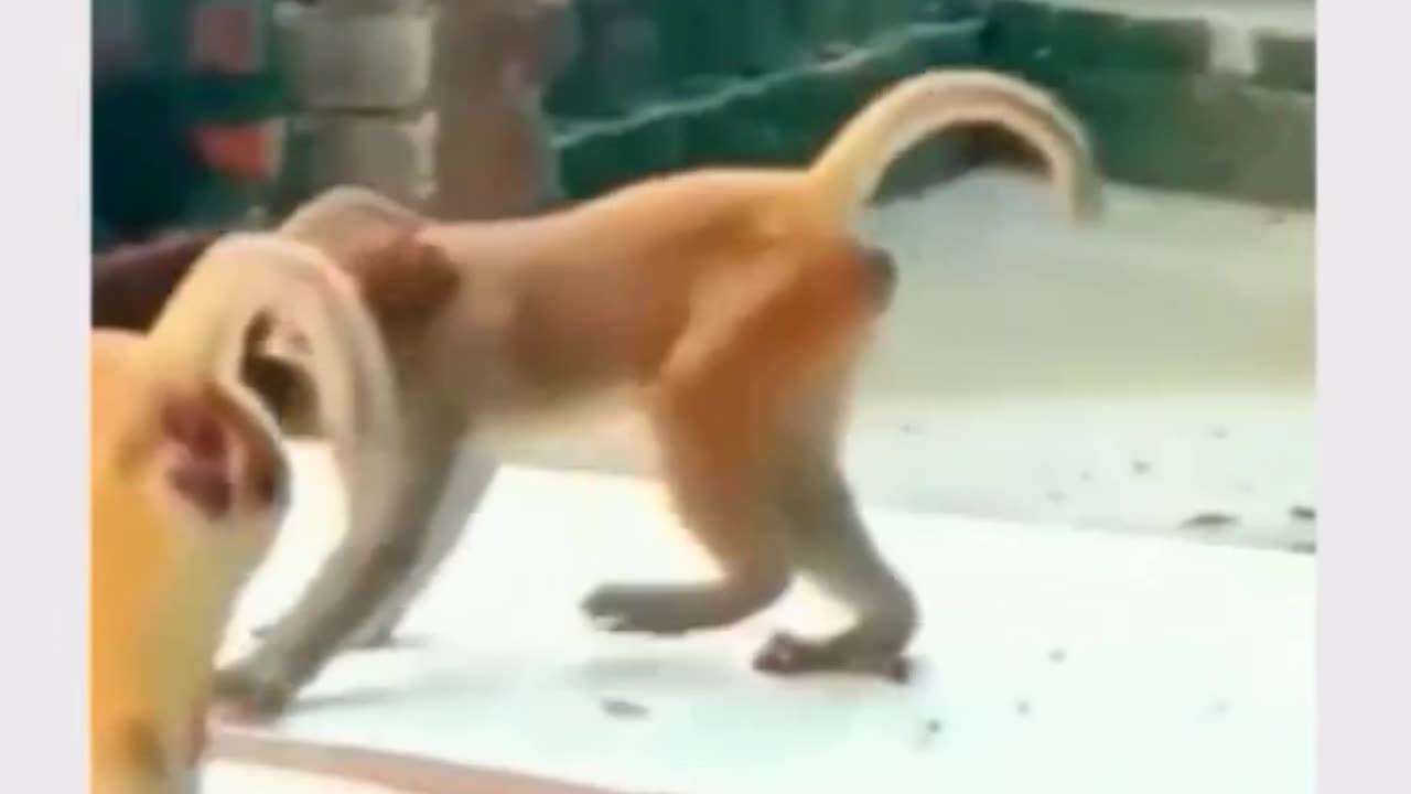 Funny monkey😂😂