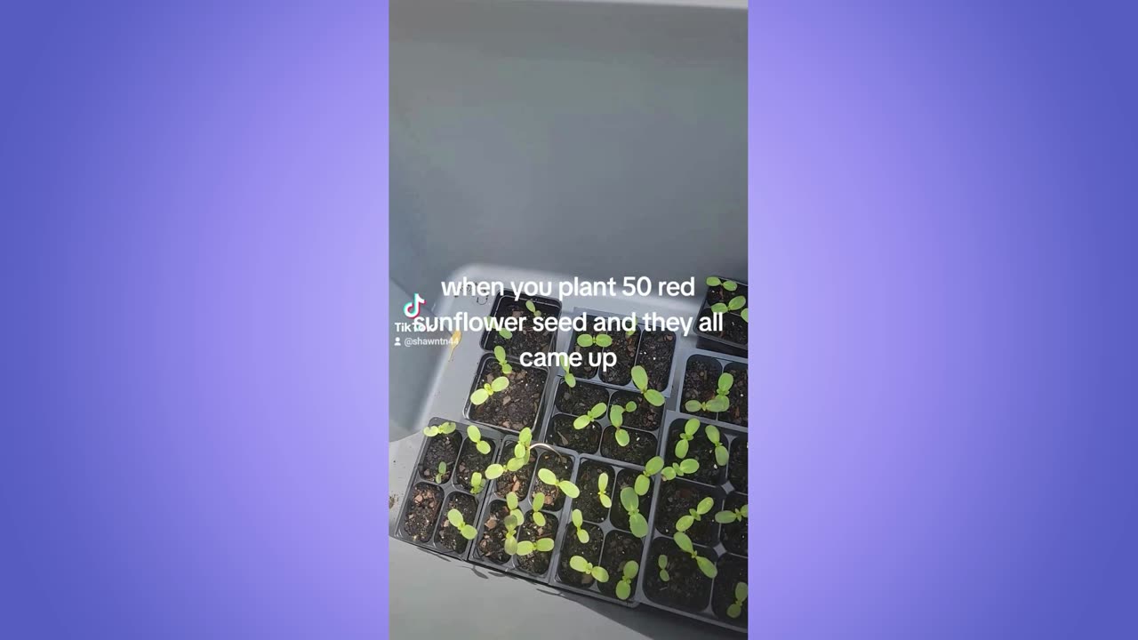 All my red sunflowers came up