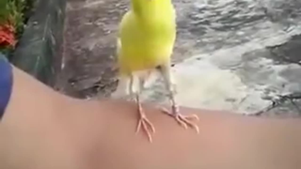 Craziest bird sound you´ll ever hear!