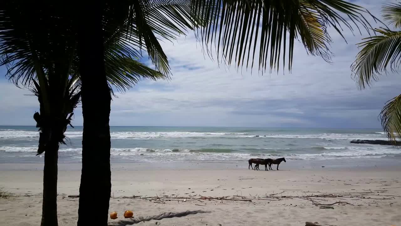 Horses walking at Playa Santa Teresa in Costa Rica