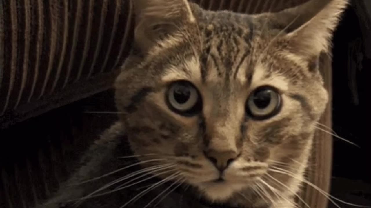 Cute Cat Gif