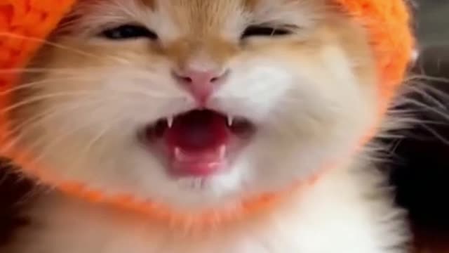 cute baby cat cry