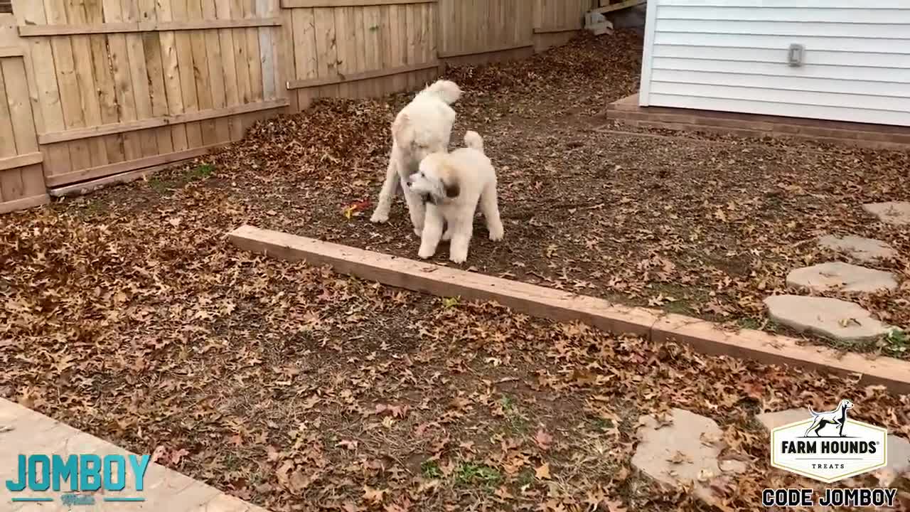 Dogs Play Fight Over a Ball, a breakdown