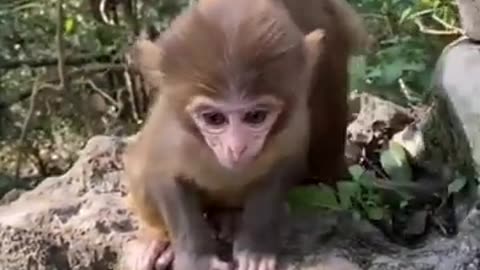 Cute baby animals