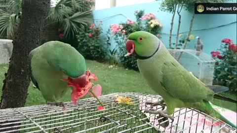 Amazing Parrot Of India