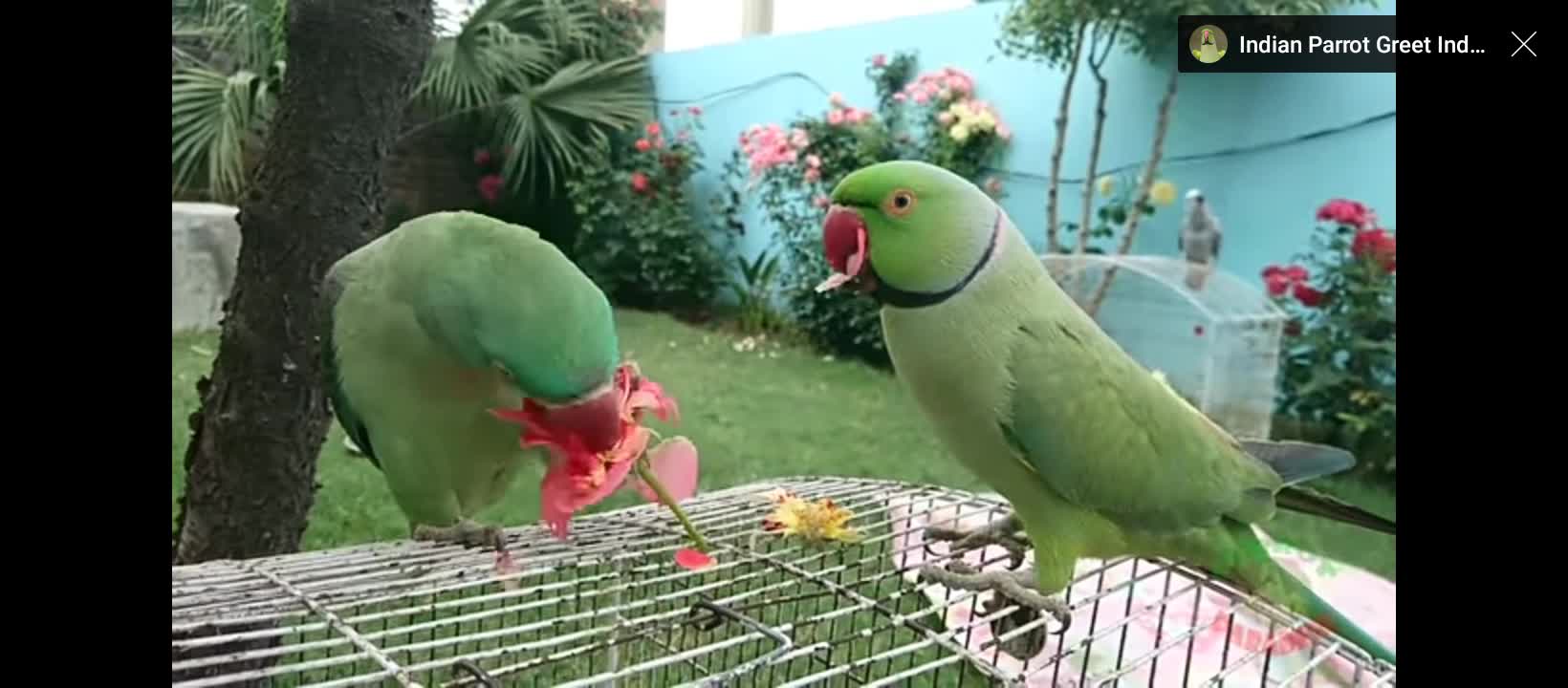 Amazing Parrot Of India