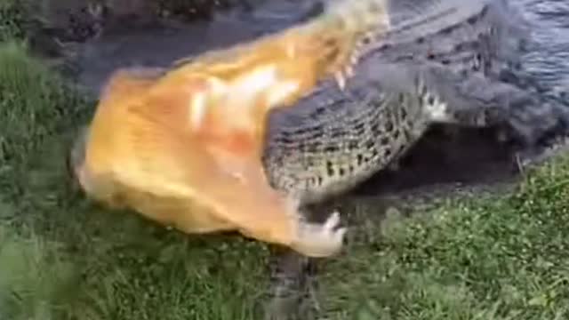 Giant Crocodile In Florida