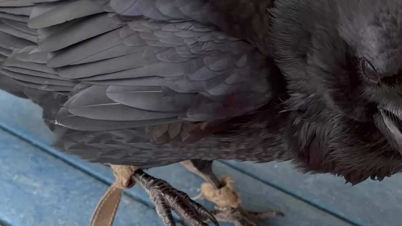 So Smart Crow