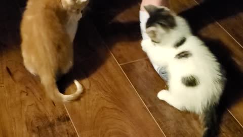 Kitten slippers
