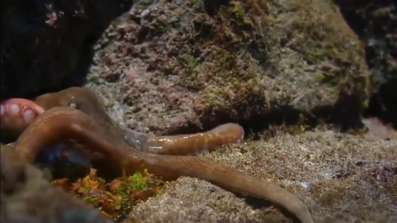 EAGLE VS OCTOPUS IN SEA