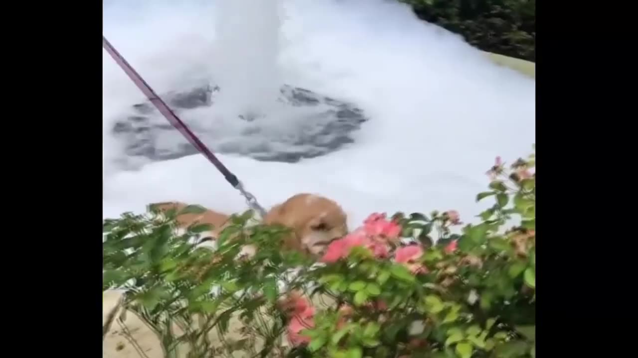 Cute Golden Retriever Video Compilation