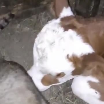 ❤️ Big love between two caresses ❤️ #shorts