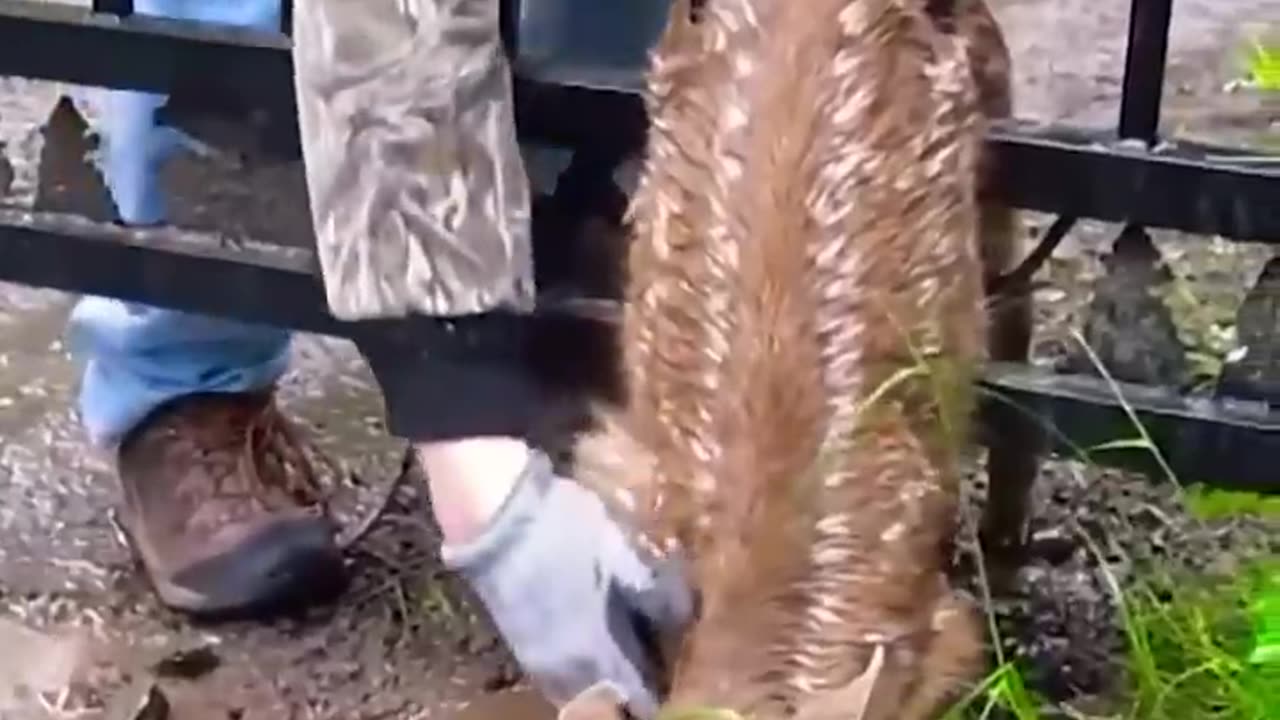 help animal