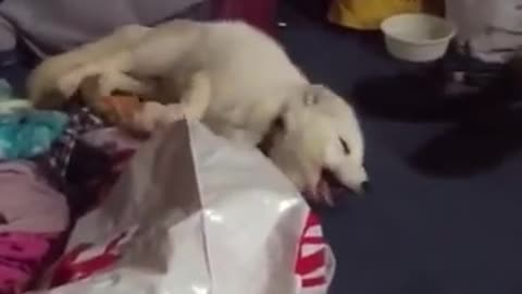 How Dog laugh🤔