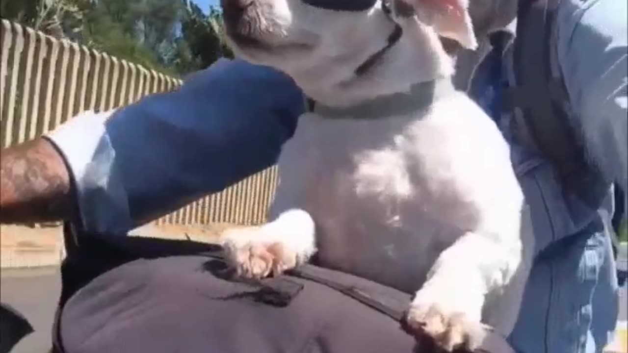 Jonty Knine - A dog and his driver ...