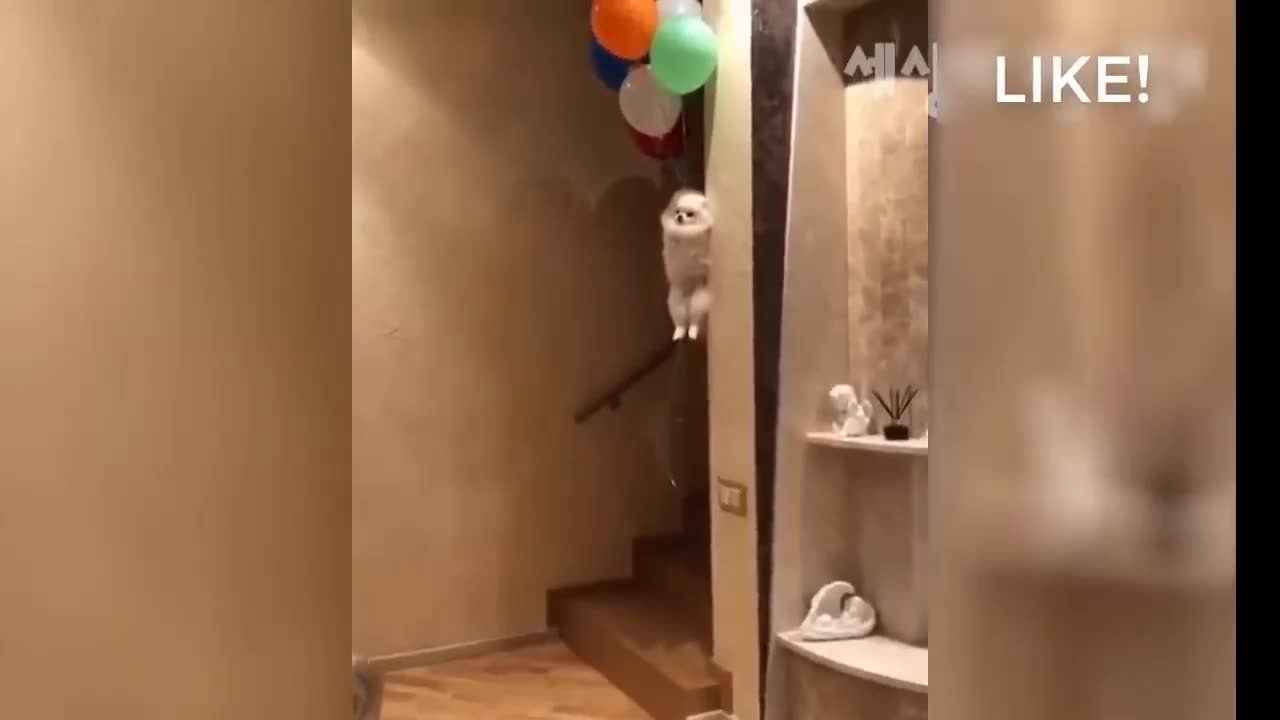 dog being carried by balloons - funny dog - #5