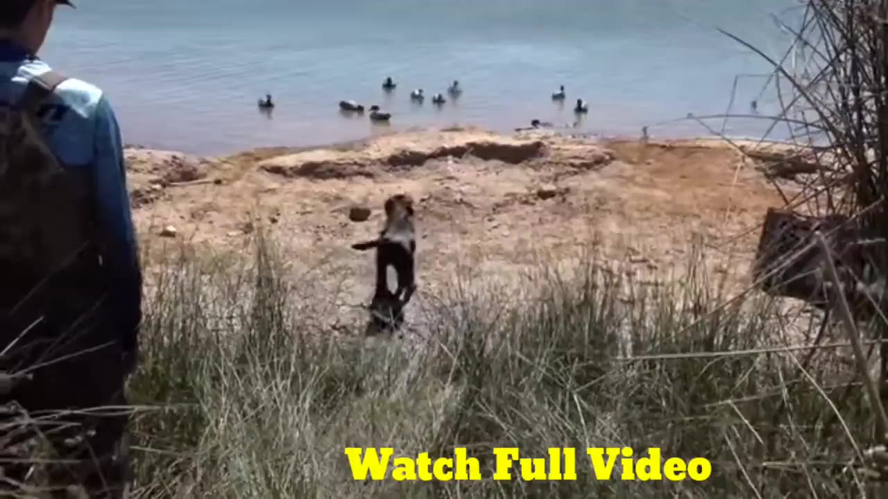 Super Dog Training Video