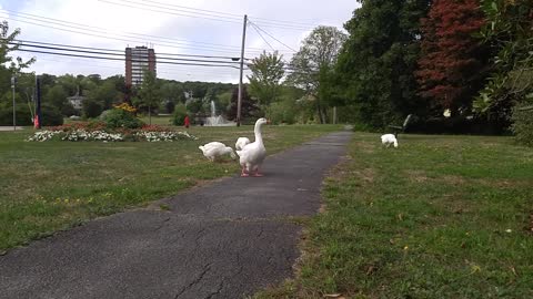 Margaret leads the group with a flower in her beak