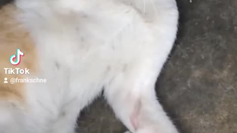 Cat Movie 6.24 millionth