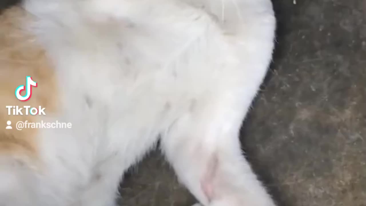 Cat Movie 6.24 millionth