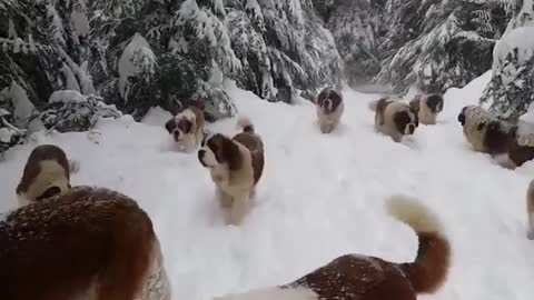 A large group of dogs in the forest in the snow