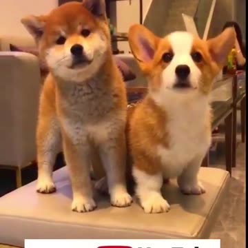 Funny Animals - Cute dogs doing funny things.