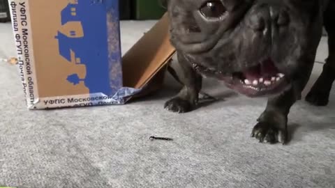 The French bulldog tore up a parcel