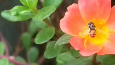 Honey bee sucking juce from flower